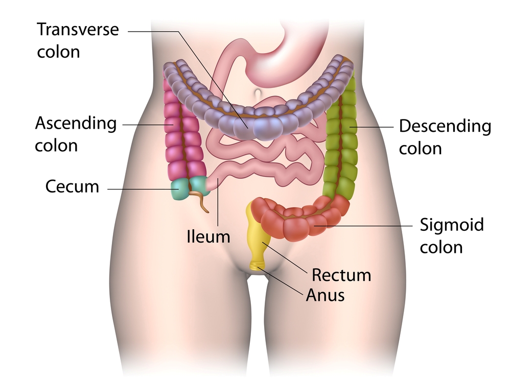 Your Bowels Bowel Research UK Bowel Research UK